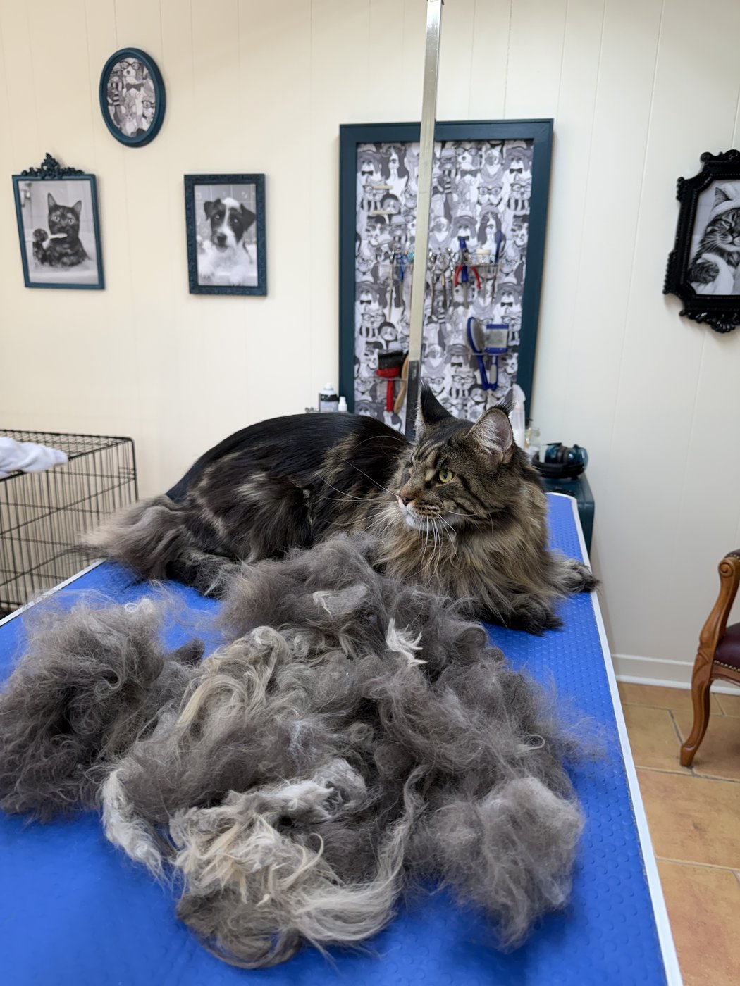 Toilettage de chat Maine Coon à Québec, démêlage complet par Chic Élégance Toilettage