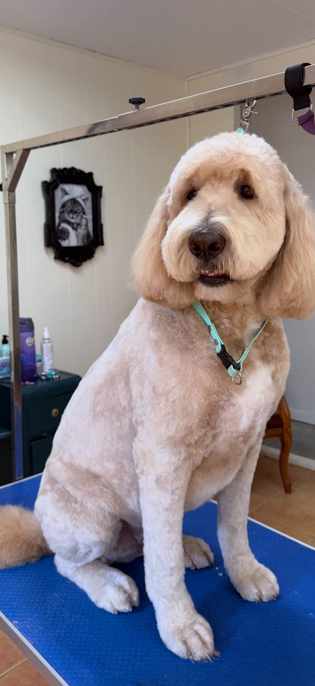Toilettage de caniche (goldendoodle) à Québec, coupe complète par Chic Élégance Toilettage