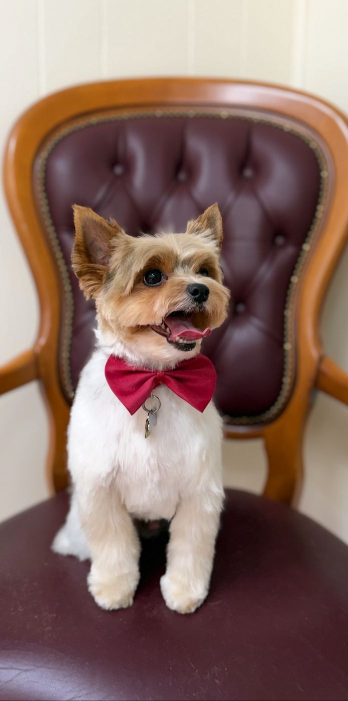 Yorkshire Terrier toiletté avec nœud papillon rouge, Chic Élégance Toilettage Québec